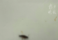 家对其进行十倍补偿